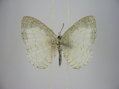 Spalgis lemolea lemolea