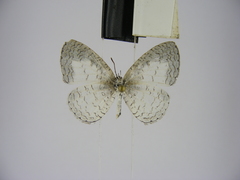 Spalgis lemolea lemolea