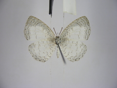 Spalgis lemolea lemolea