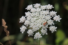 Daucus carota