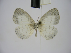 Spalgis lemolea lemolea