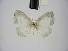 Spalgis lemolea lemolea