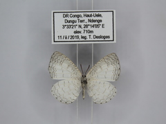 Spalgis lemolea lemolea