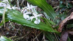Calanthe arisanensis