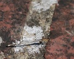 Platycnemis pennipes