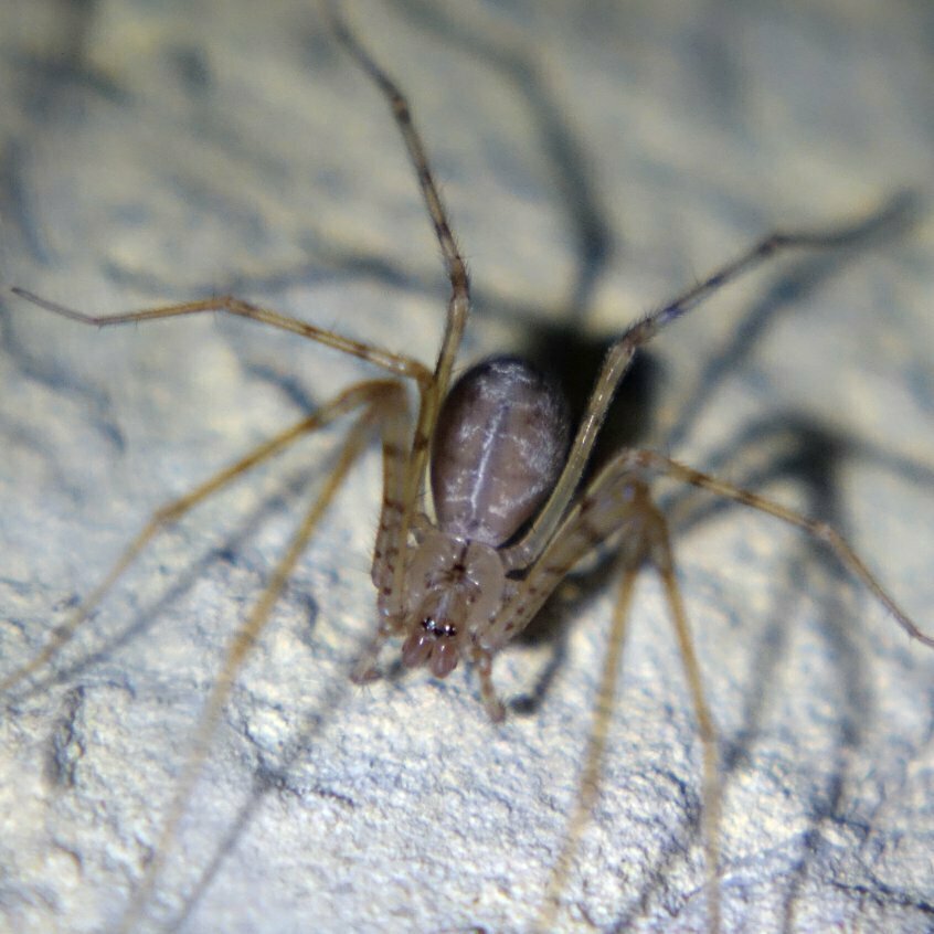 Hypochilus bonneti