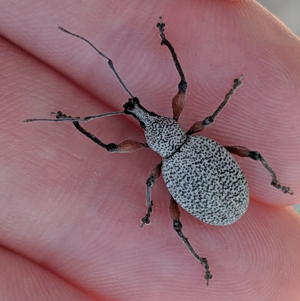 Otiorhynchus rhacusensis