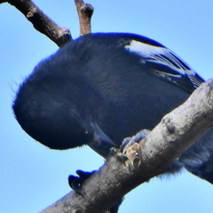 Melaniparus niger niger