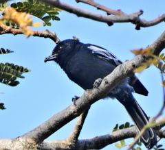 Melaniparus niger niger