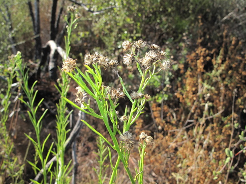 Malibu baccharis (Baccharis malibuensis)