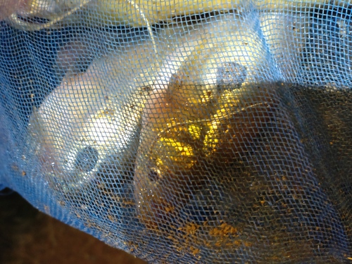 Sun Catfish