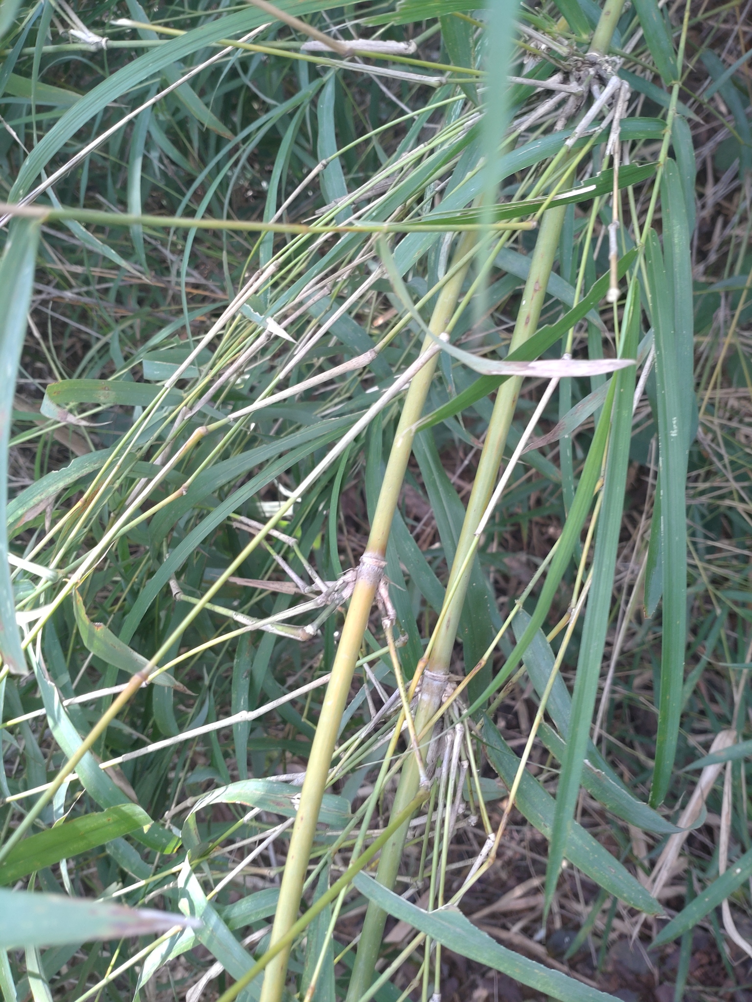 Vietnamosasa pusilla