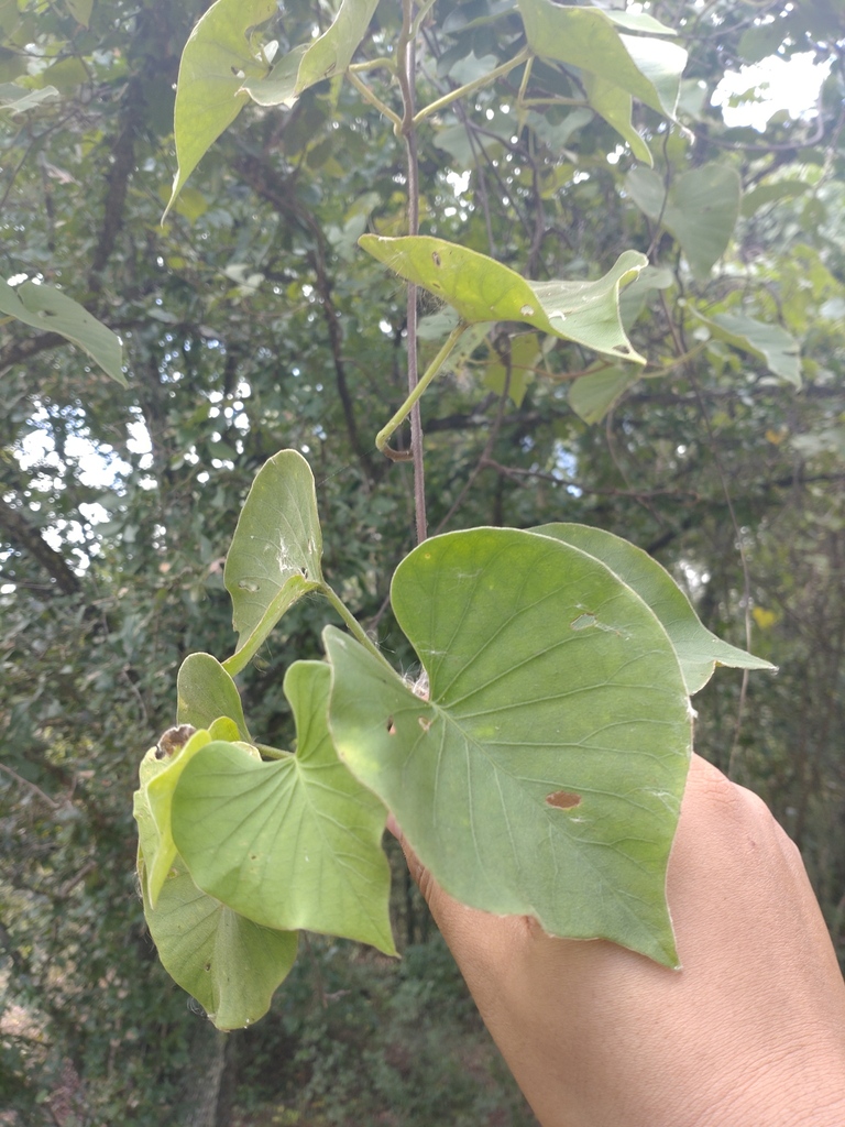 Argyreia collinsiae (Argyreia collinsiae)