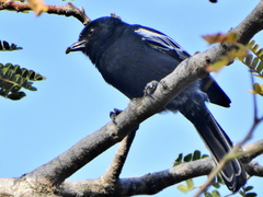 Melaniparus niger niger