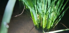 Hyla