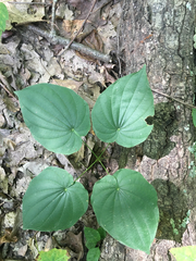 Dioscorea quaternata