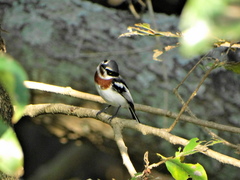 Batis molitor molitor