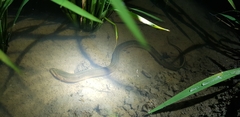 Monopterus albus