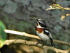 Coastal Chinspot Batis - Photo (c) Peter Vos, some rights reserved (CC BY-NC), uploaded by Peter Vos