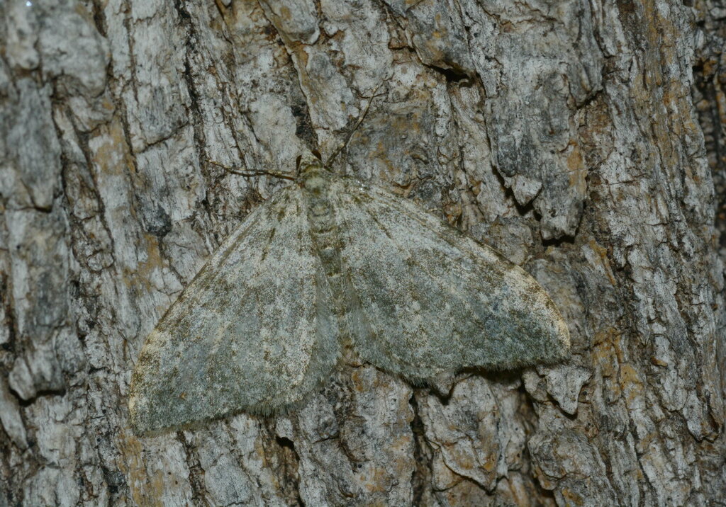 Entephria desperata