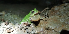 Hyla japonica
