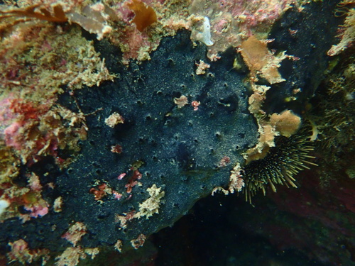 Tetrapocillon