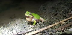 Hyla