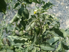 Solanum villosum