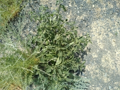 Solanum villosum