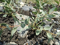 Haplophyllum perforatum