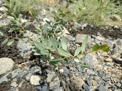 Haplophyllum perforatum
