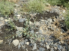 Haplophyllum perforatum