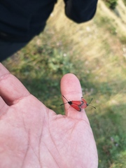 Zygaena rubicundus