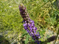 Salvia deserta