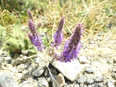 Salvia deserta