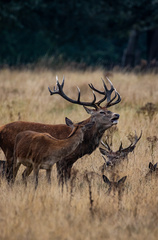 Red Deer photo 4