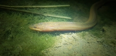 Monopterus albus