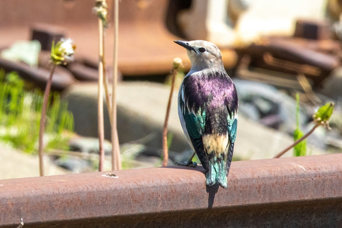 Daurian Starling (Agropsar sturninus), photo 9