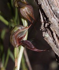 Pterostylis lingua
