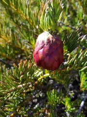 Protea witzenbergiana