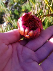 Protea witzenbergiana