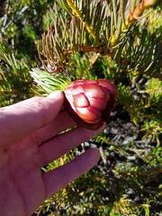 Protea witzenbergiana