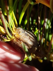 Protea witzenbergiana