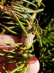 Protea witzenbergiana