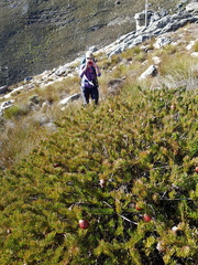 Protea witzenbergiana