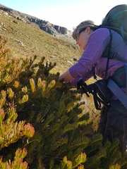 Protea witzenbergiana