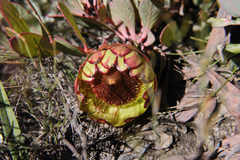 Protea effusa