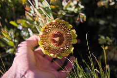 Protea effusa