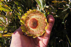 Protea effusa