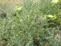 Sophora alopecuroides